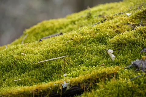 خلفية جدول الغابة بدقة 4K · nature · 3840×2560