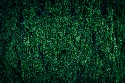 Forest Stream 4K Wallpaper · nature · 3840×2560