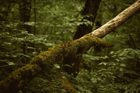 Forest Stream 4K Wallpaper · nature · 3840×2560