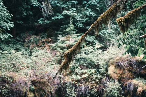 Forest Stream 4K Wallpaper · nature · 3840×2561
