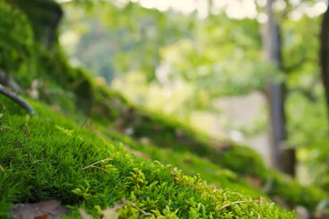 Forest Stream 4K Wallpaper · nature · 3840×2560