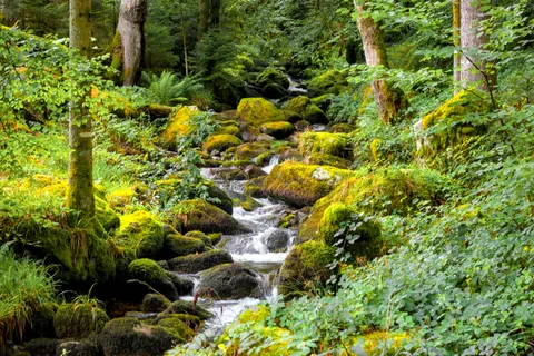 Forest Stream 4K Wallpaper · nature · 3840×2558