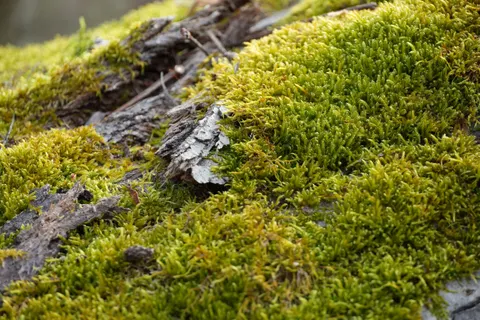 Orman Deresi 4K Duvar Kağıdı · nature · 3840×2560