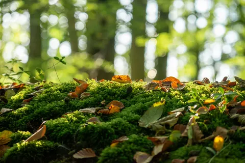 森林溪流 4K桌布 · nature · 3840×2560