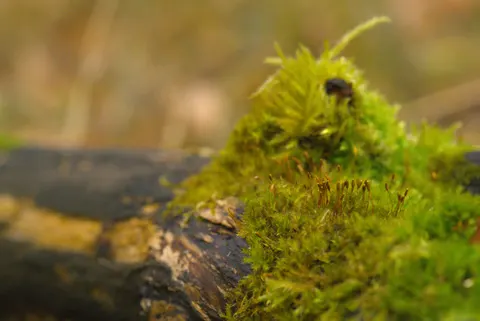 森林溪流 4K桌布 · nature · 3840×2563