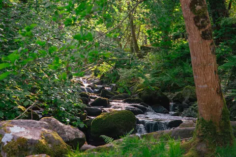 Forest Stream 4K Wallpaper · nature · 3840×2560