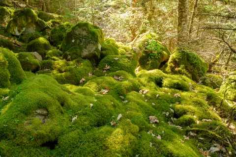 Forest Stream 4K Wallpaper · nature · 3840×2560