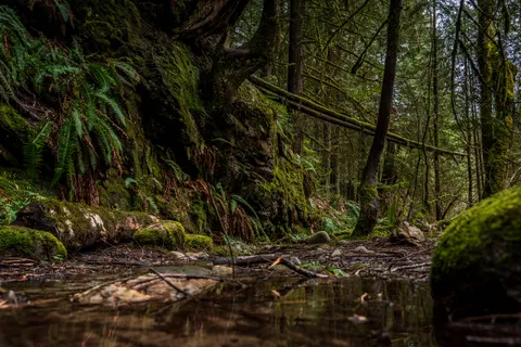 Wallpaper Aliran Sungai Hutan 4K · nature · 3840×2563