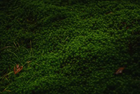 Forest Stream 4K Wallpaper · nature · 3840×2565
