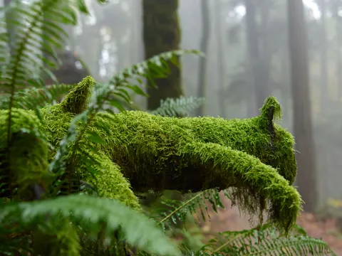 Orman Deresi 4K Duvar Kağıdı · nature · 3840×2879