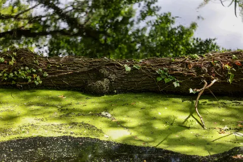 Forest Stream 4K Wallpaper · nature · 3840×2561