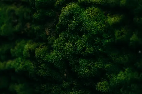 Forest Stream 4K Wallpaper · nature · 3840×2563