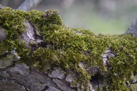 森林溪流 4K桌布 · nature · 3840×2560