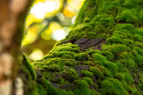 Forest Stream 4K Wallpaper · nature · 3840×2560
