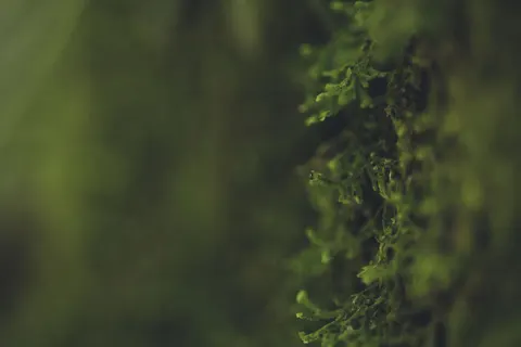 森林溪流 4K桌布 · nature · 3840×2560