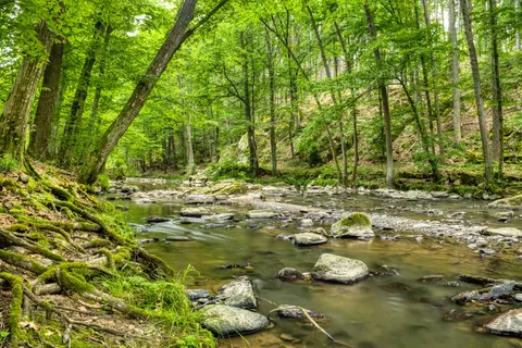 Forest Stream 4K Wallpaper · nature · 3840×2560