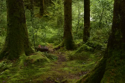 Forest Stream 4K Wallpaper · nature · 3840×2563