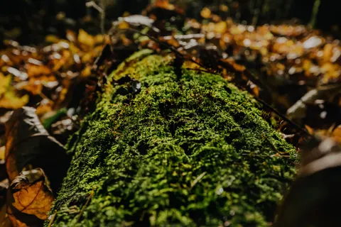 Forest Stream 4K Wallpaper · nature · 3840×2560