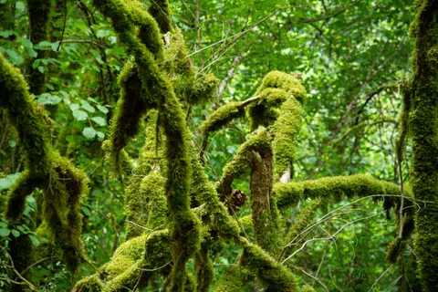 Forest Stream 4K Wallpaper · nature · 3840×2560