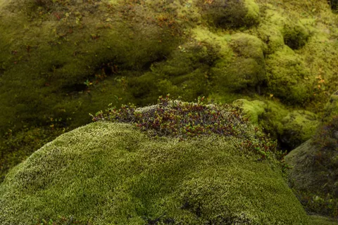 森林溪流 4K桌布 · nature · 3840×2561