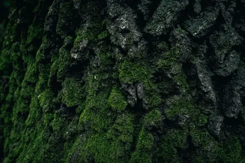Forest Stream 4K Wallpaper · nature · 3840×2560