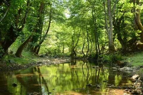 Forest Stream 4K Wallpaper · nature · 3840×2560