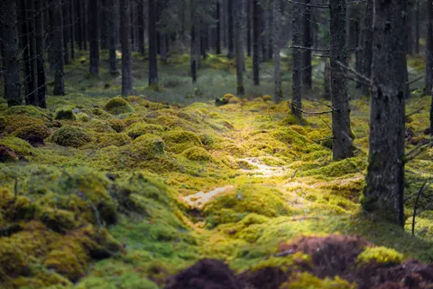 Forest Stream 4K Wallpaper · nature · 3840×2560