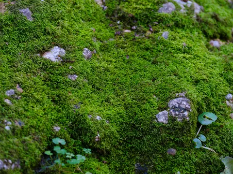 Papel de parede Riacho da floresta 4K · nature · 3840×2880