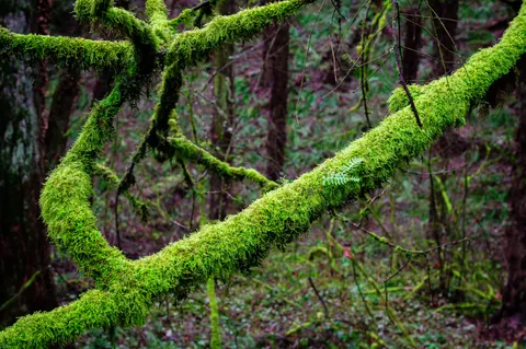 Forest Stream 4K Wallpaper · nature · 3840×2555