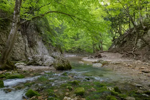 森林溪流 4K桌布 · nature · 3840×2560