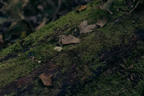 森林溪流 4K桌布 · nature · 3840×2560