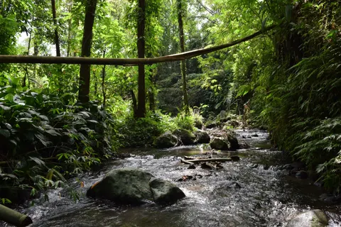 Forest Stream 4K Wallpaper · nature · 3840×2560