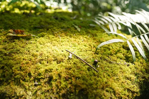 Forest Stream 4K Wallpaper · nature · 3840×2561