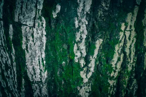 森林溪流 4K桌布 · nature · 3840×2560