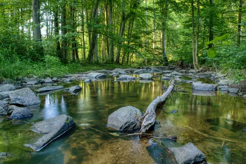 Forest Stream 4K Wallpaper · nature · 3840×2560