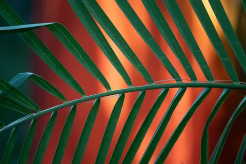 ताड़ के तट पर सूर्यास्त 4K वॉलपेपर · nature · 3840×2560