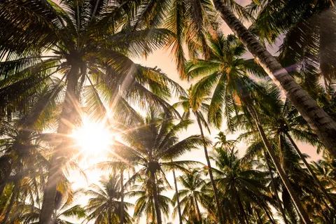 Palm Beach Sunset 4K Wallpaper · nature · 3840×2563