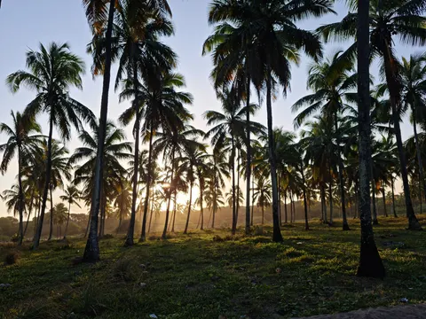 Palm Beach Sunset 4K Wallpaper · nature · 3840×2880