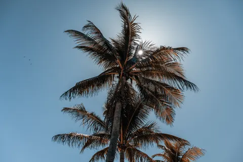 棕櫚海灘日落 4K桌布 · nature · 3840×2561
