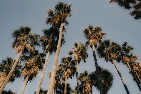 Palm Beach Sunset 4K Wallpaper · nature · 3840×2560