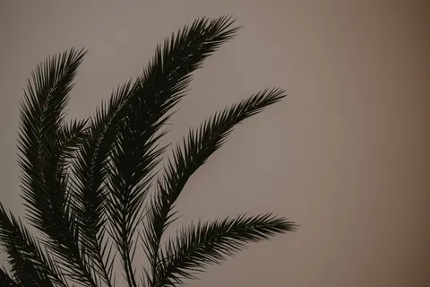 والپیپر غروب ساحل نخل با کیفیت 4K · nature · 3840×2560