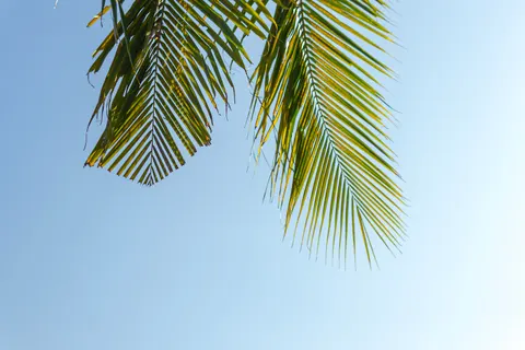والپیپر غروب ساحل نخل با کیفیت 4K · nature · 3840×2560