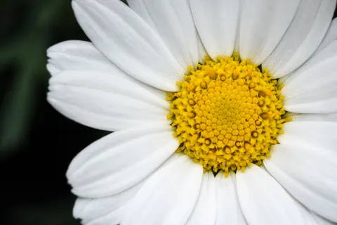 Обои Макросъёмка цветка 4K · flowers · 3840×2560