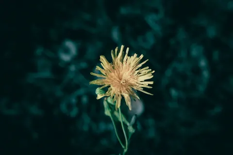 फूल का क्लोज़अप 4K वॉलपेपर · flowers · 3840×2560