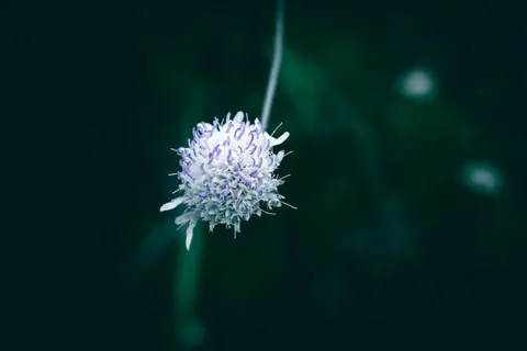Sfondo Fiore in Macro 4K · flowers · 3840×2560