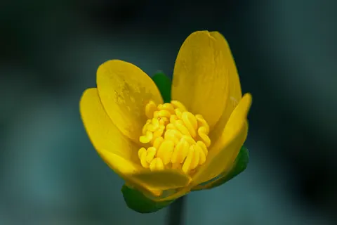 Fondo de pantalla Macro de Flor 4K · flowers · 3840×2560