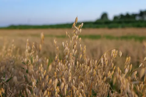 Wheat Field 4K Wallpaper · nature · 3840×2562