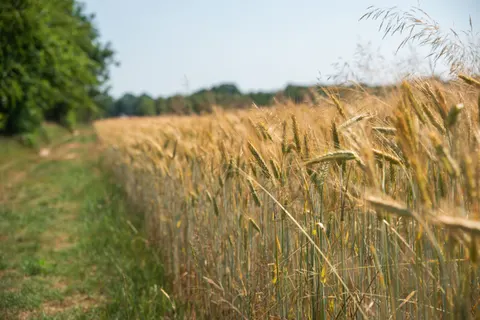 والپیپر گندم‌زار با کیفیت 4K · nature · 3840×2563