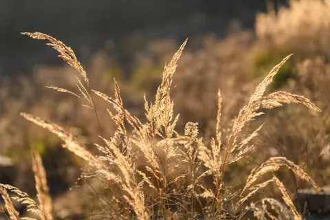 밀밭 4K 배경화면 · nature · 3840×2560