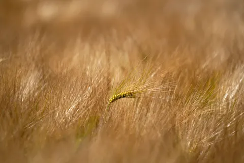Wheat Field 4K Wallpaper · nature · 3840×2560
